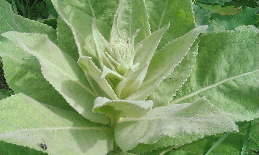 Image of Verbascum densiflorum specimen.