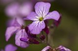 Lunaria annua. Цветок и бутоны. Греция, Пелопоннес, Мессения, окр. Кало Неро, обочина автодороги. 29.03.2015.