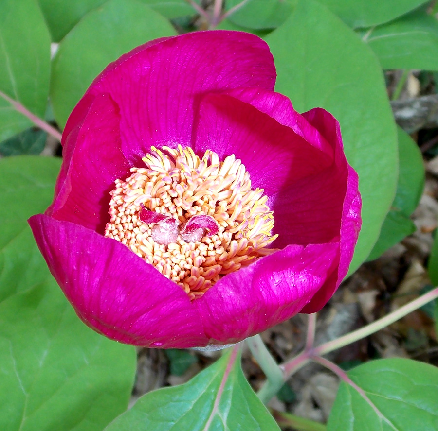 Изображение особи Paeonia caucasica.