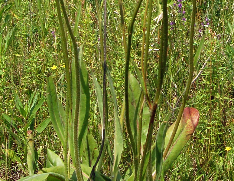 Изображение особи Trommsdorffia maculata.