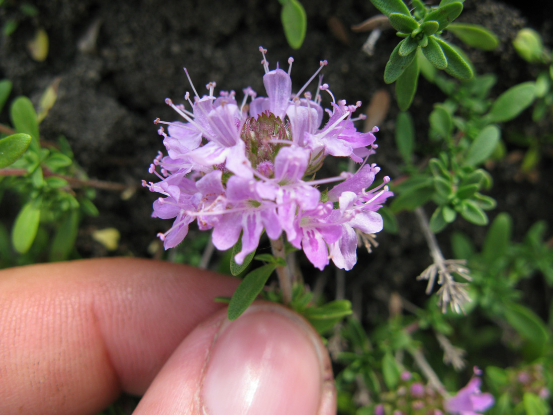 Изображение особи Thymus dubjanskyi.