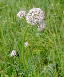 Valeriana alternifolia. Верхушка цветущего растения. Иркутская обл., Иркутский р-н, окр. дер. Жердовка, луг. 16.06.2016.