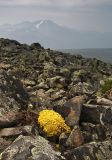 Смотреть изображение Vulpicida tilesii