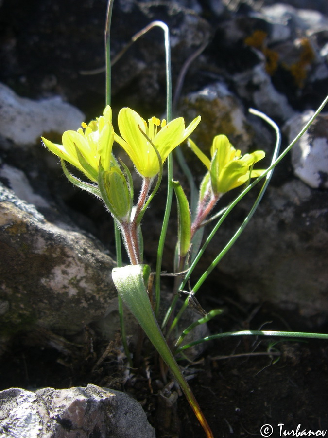 Image of Gagea bohemica specimen.