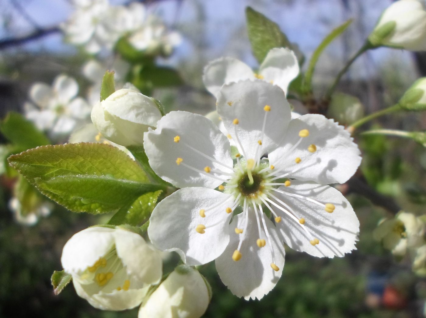 Image of Prunus domestica specimen.