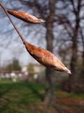 Fagus sylvatica