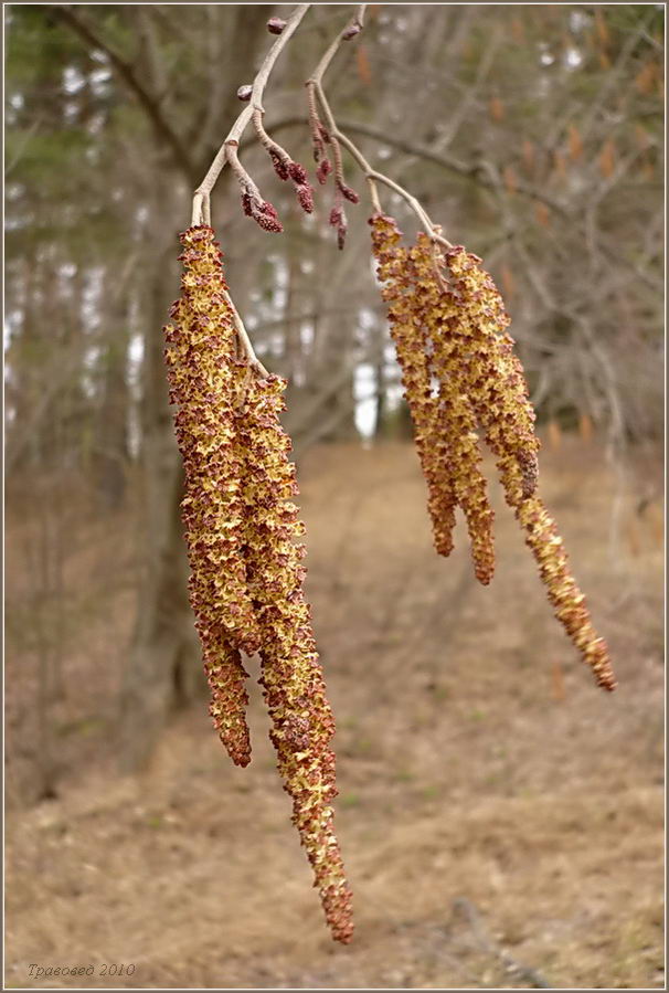 Image of Alnus glutinosa specimen.