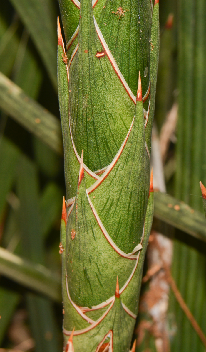 Image of Sansevieria cylindrica specimen.