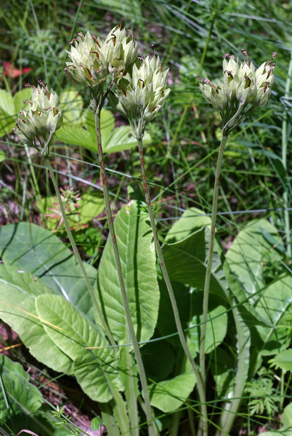 Изображение особи Primula veris.