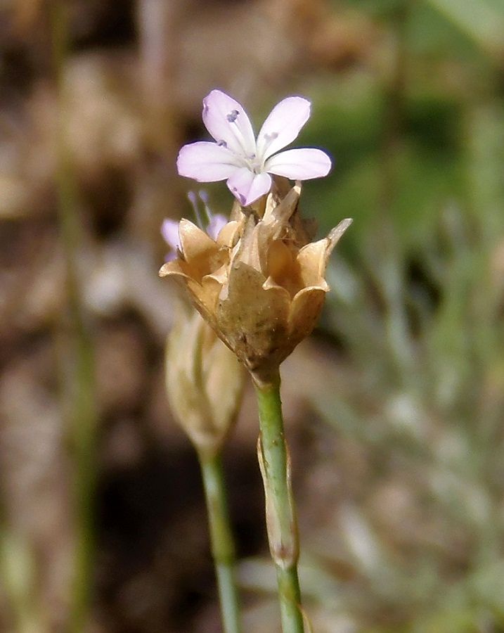 Изображение особи Petrorhagia prolifera.