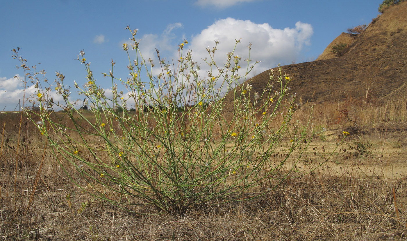 Изображение особи Chondrilla juncea.