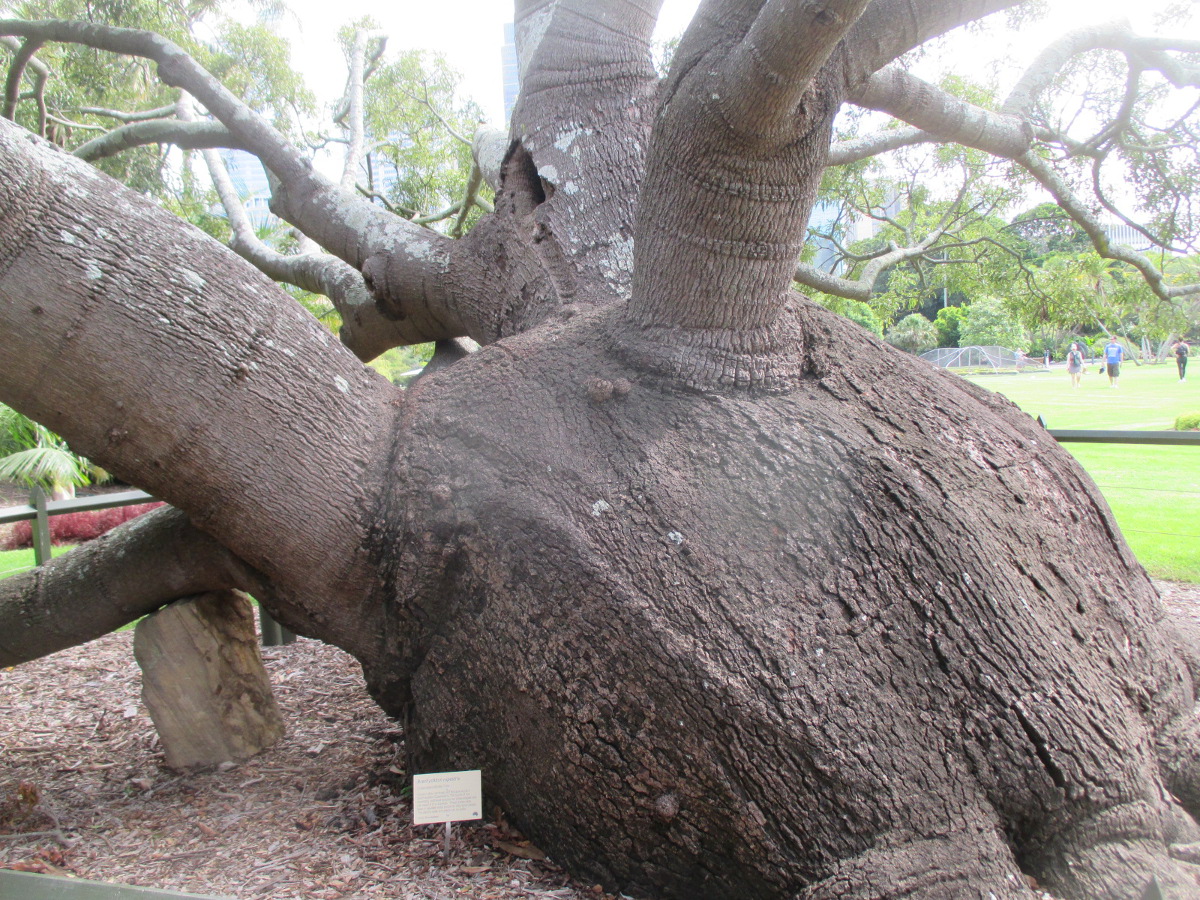 Image of Brachychiton rupestris specimen.