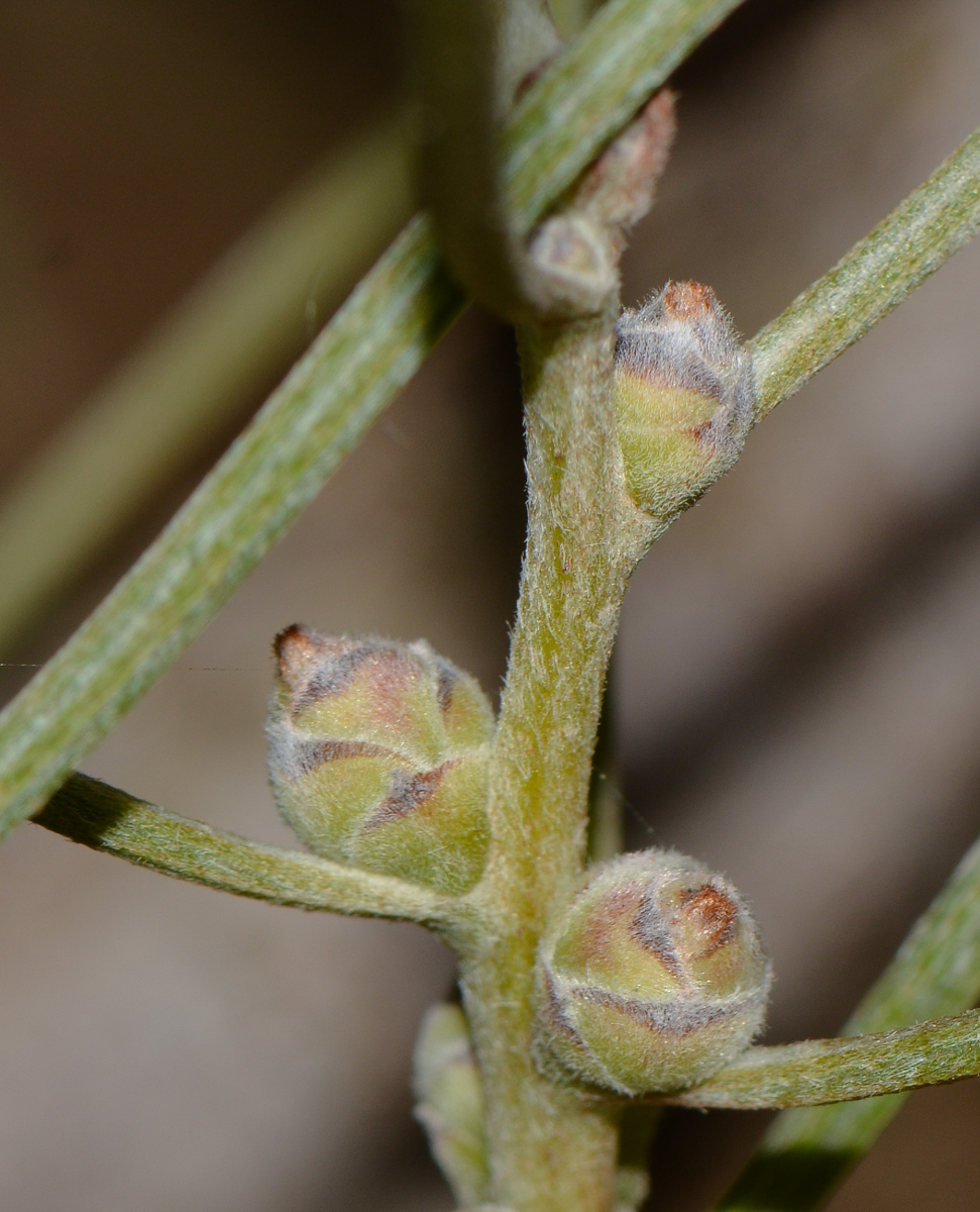 Image of Hakea scoparia specimen.