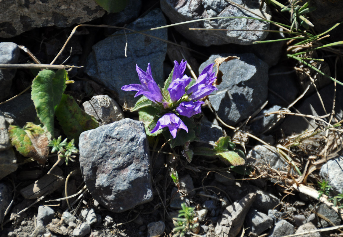 Image of Campanula glomerata specimen.