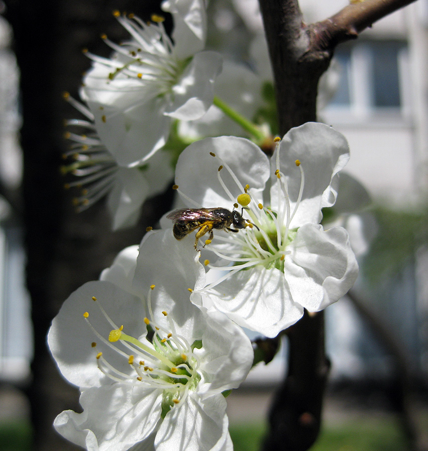 Изображение особи Prunus domestica.