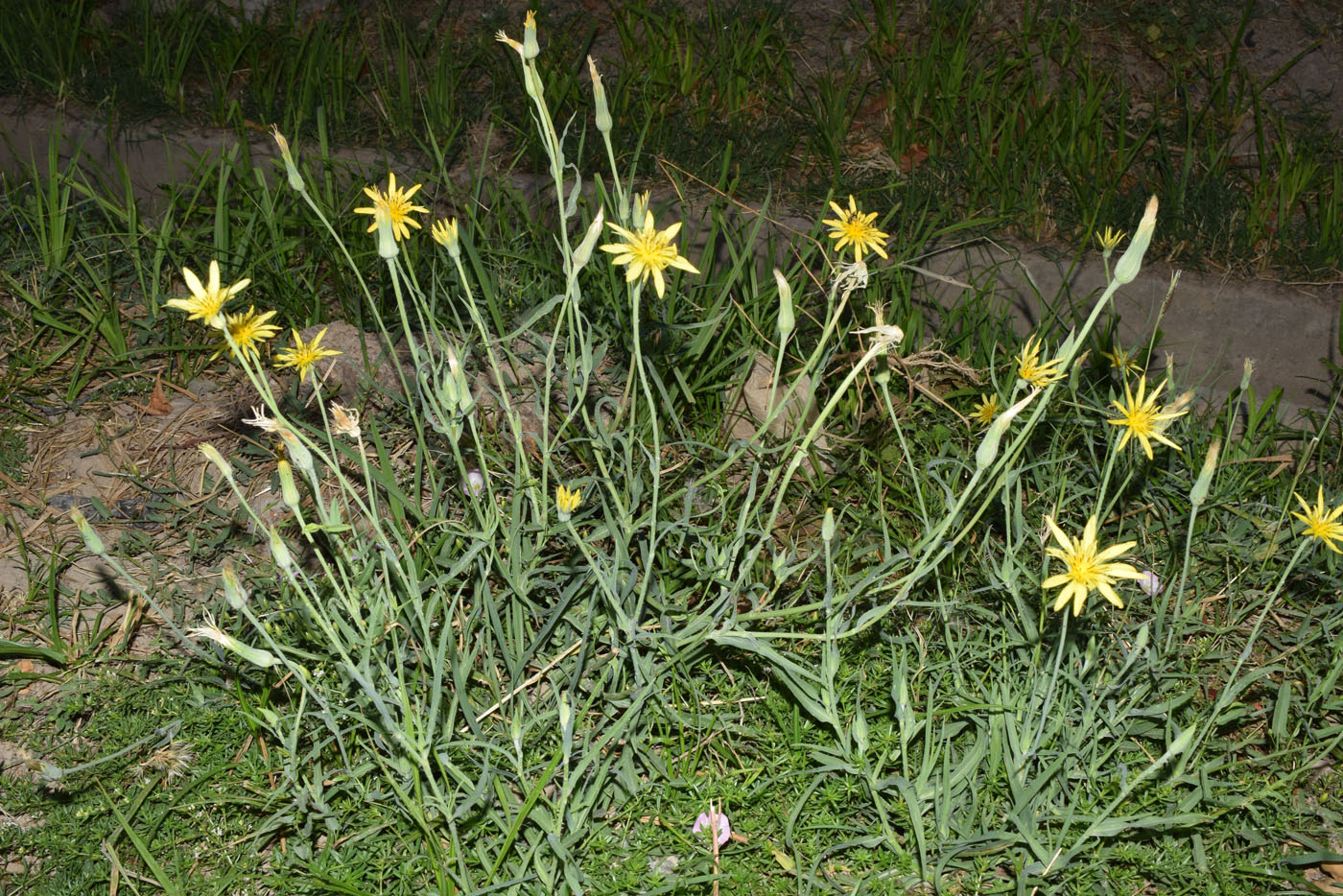 Image of Tragopogon graminifolius specimen.