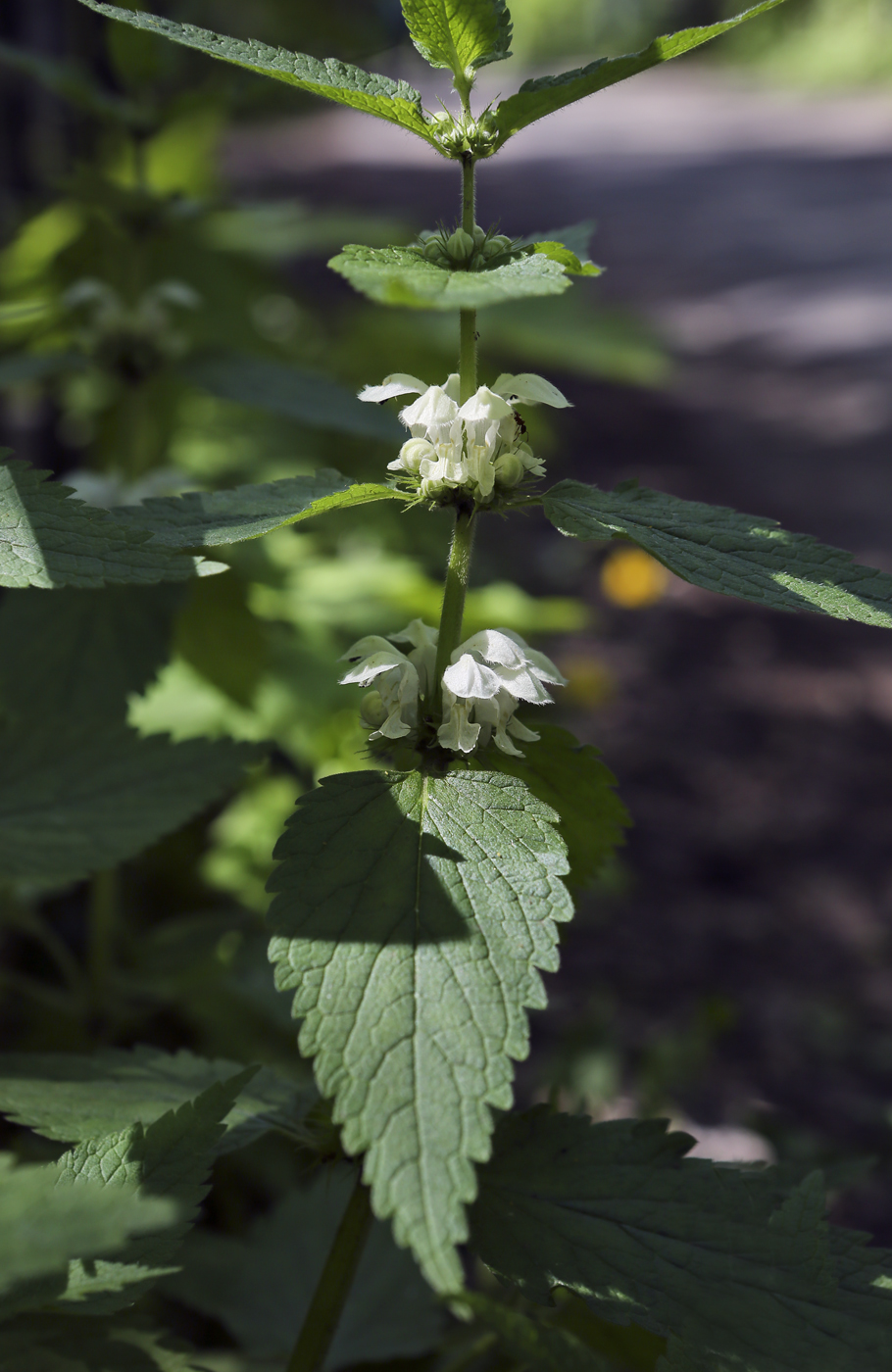 Image of Lamium album specimen.