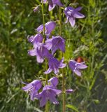 Campanula rapunculoides. Части соцветий. Пермский край, г. Пермь, Кировский р-н, обочина грунтовой дороги около Красавинского моста, разнотравный склон. 30 июля 2017 г.