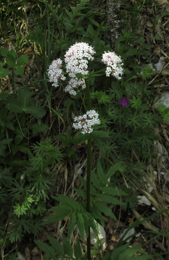 Изображение особи Valeriana grossheimii.