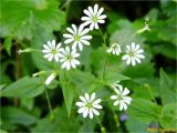 Stellaria nemorum