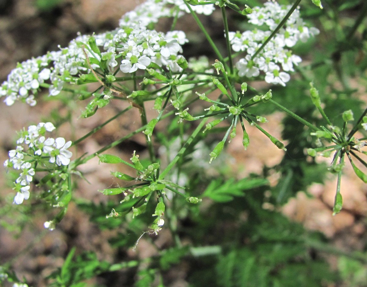 Image of Chaerophyllum temulum specimen.