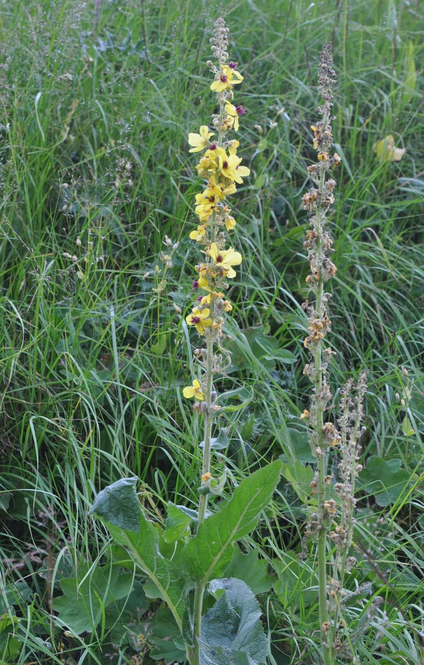 Image of genus Verbascum specimen.