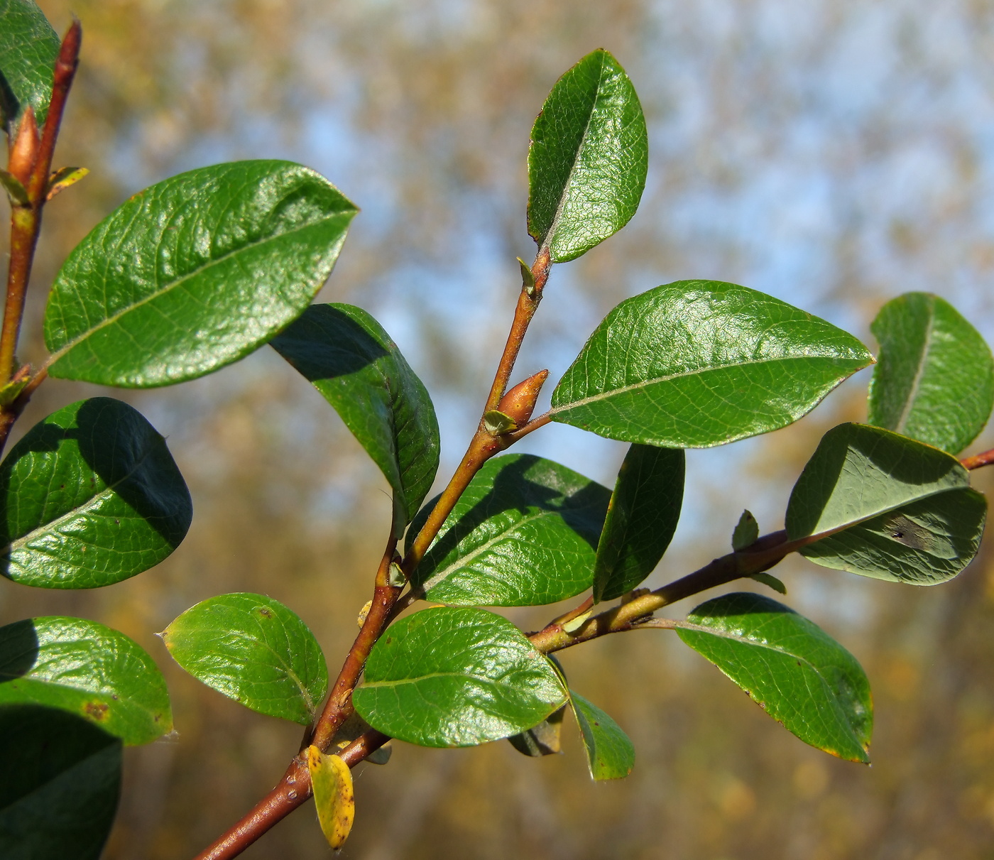 Image of Salix saxatilis specimen.