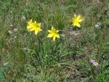 Hemerocallis lilio-asphodelus