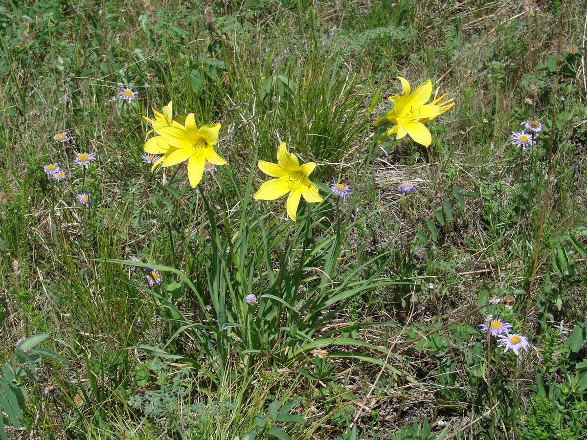 Image of Hemerocallis lilio-asphodelus specimen.