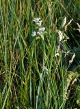 Allium ramosum