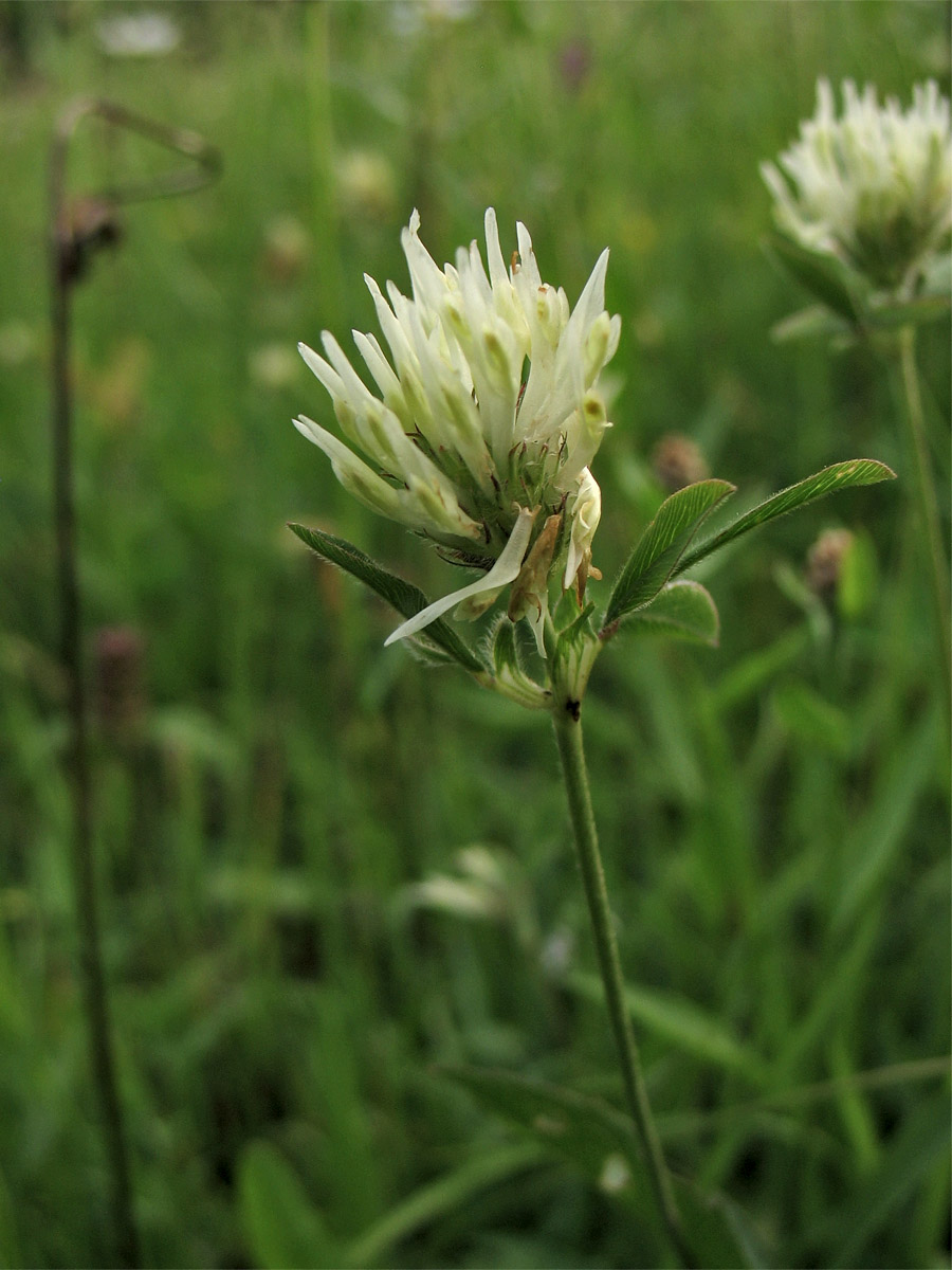 Image of Trifolium ochroleucon specimen.