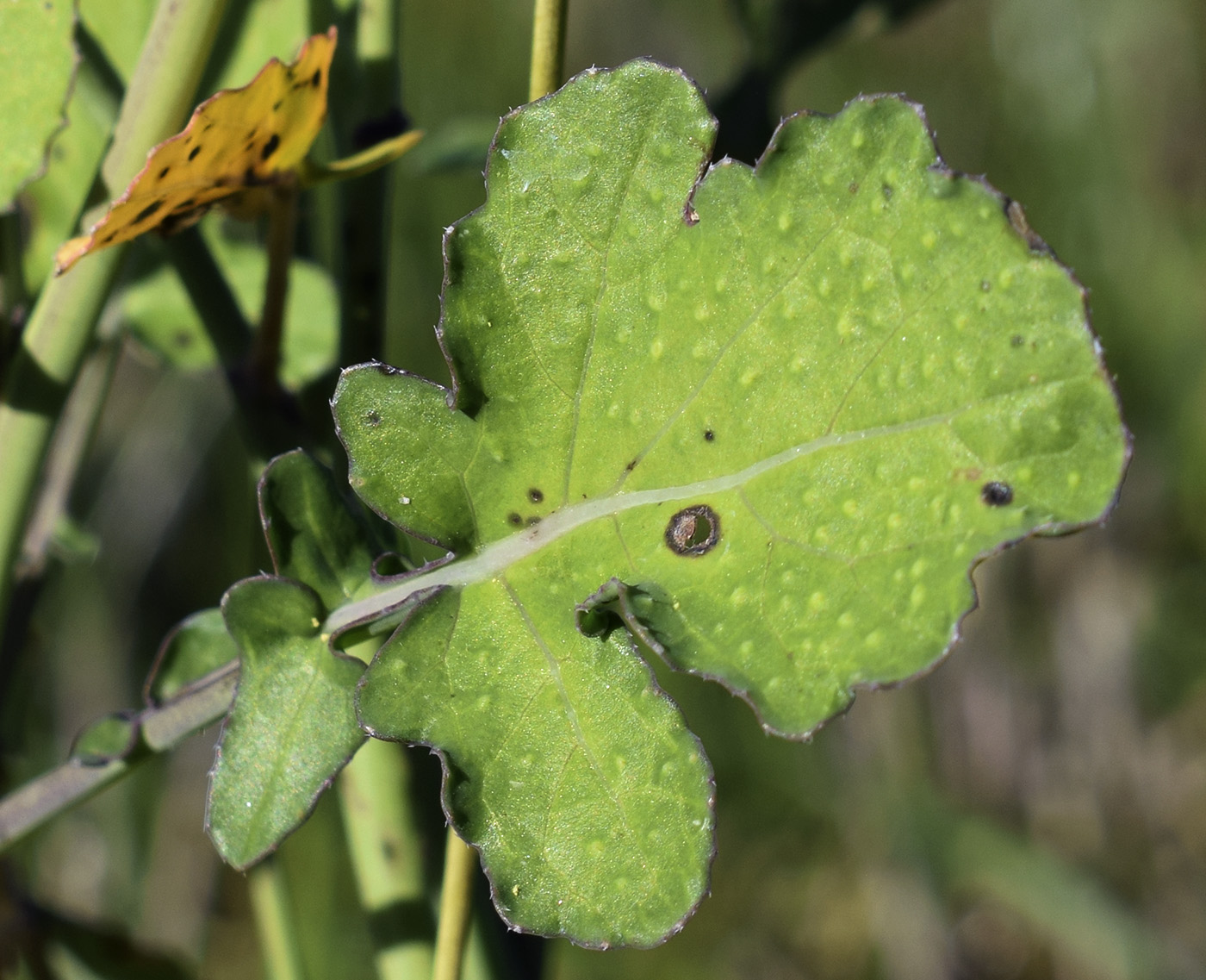 Image of Brassica fruticulosa specimen.