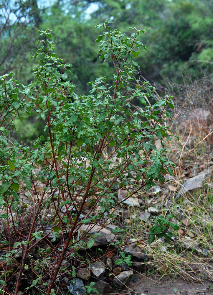 Image of genus Cistus specimen.