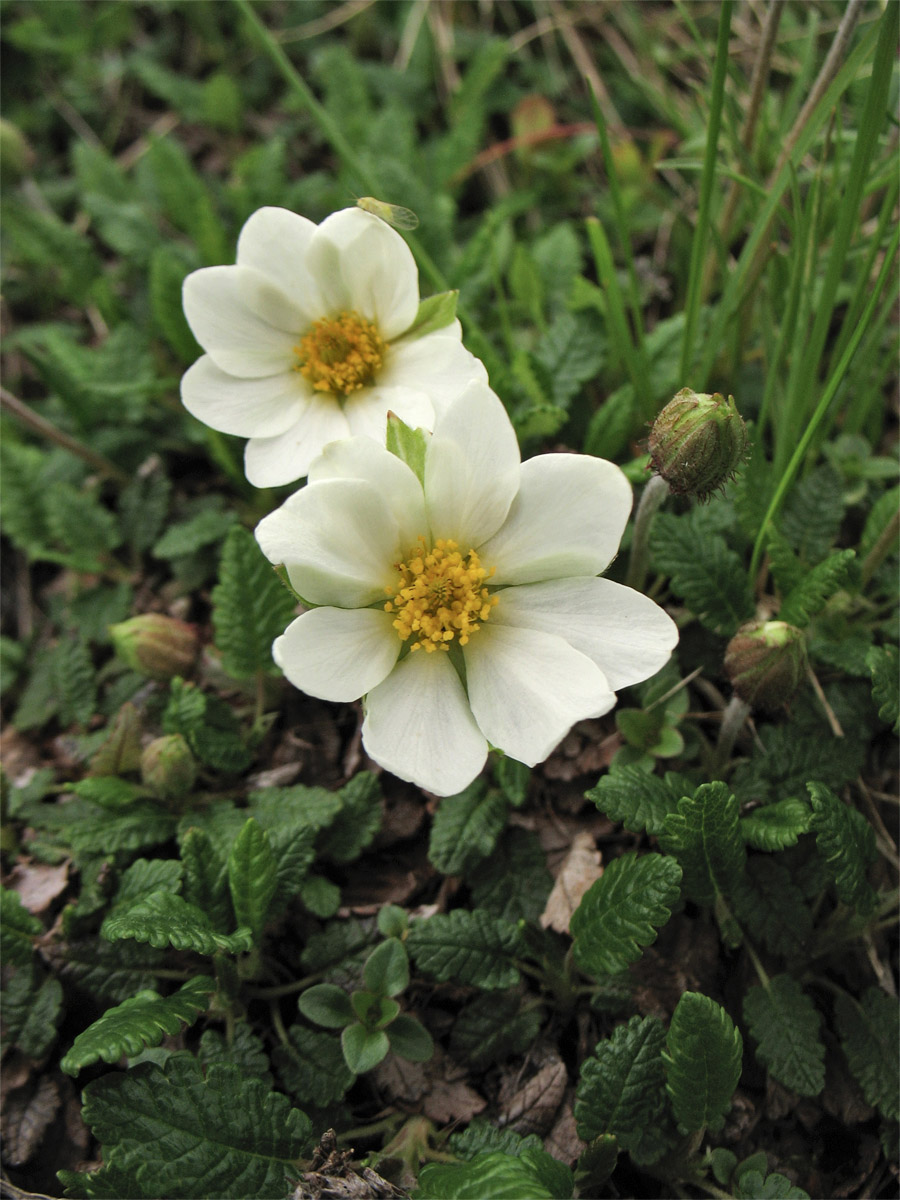 Image of Dryas octopetala specimen.