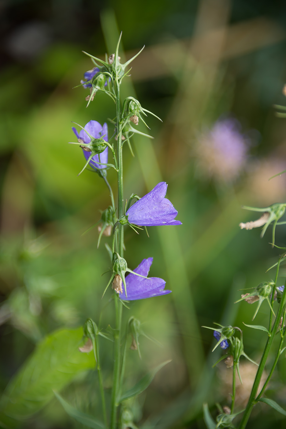 Image of genus Campanula specimen.