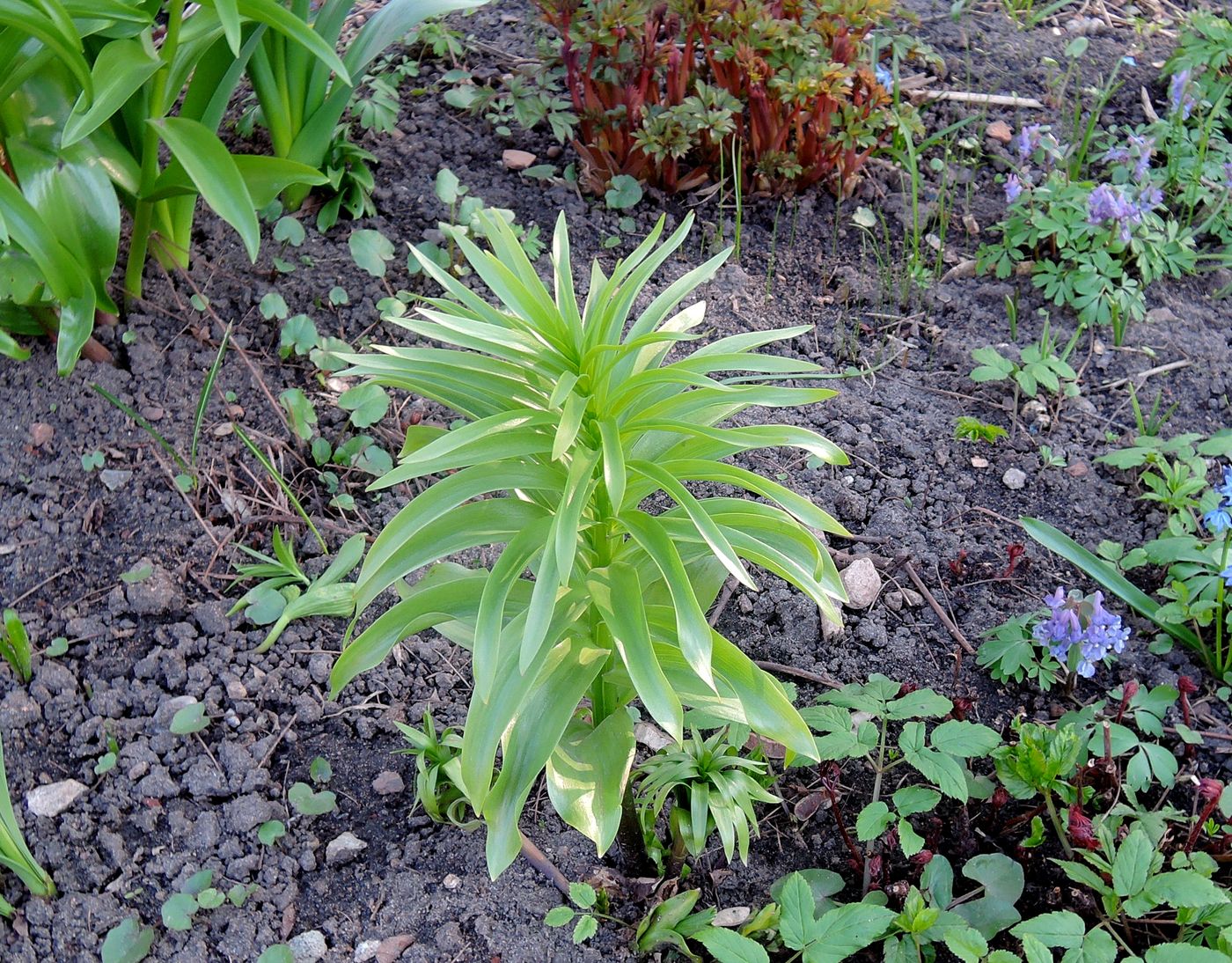 Изображение особи Fritillaria imperialis.