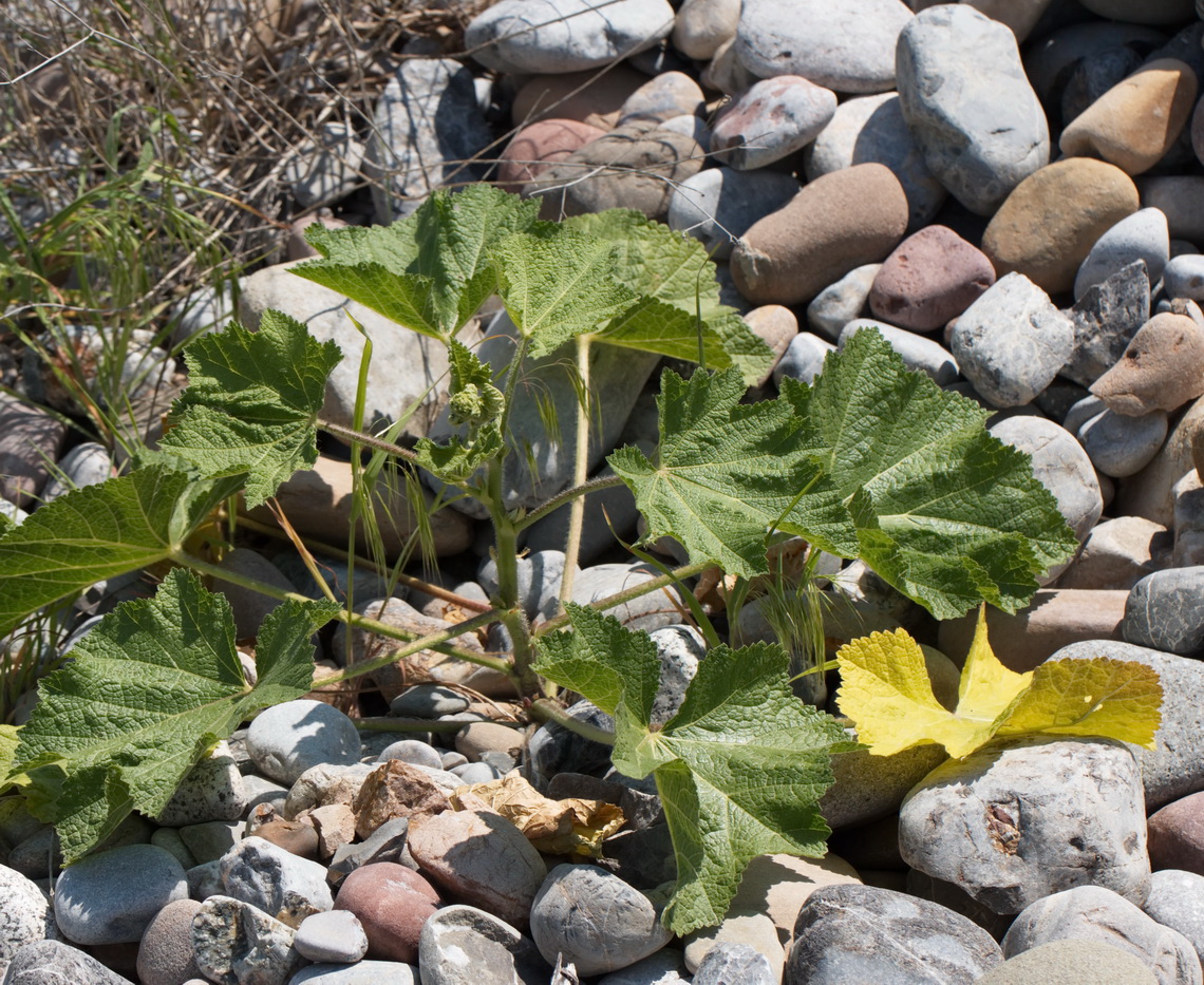 Image of familia Malvaceae specimen.