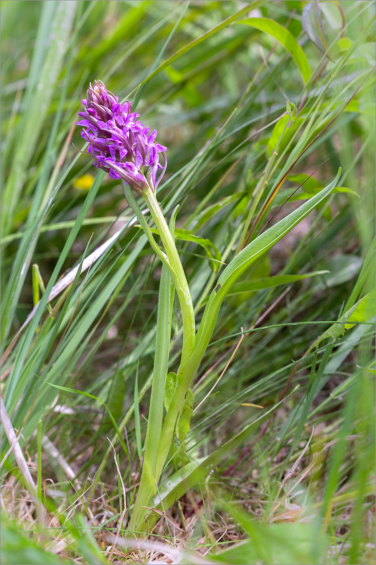 Изображение особи Dactylorhiza incarnata.