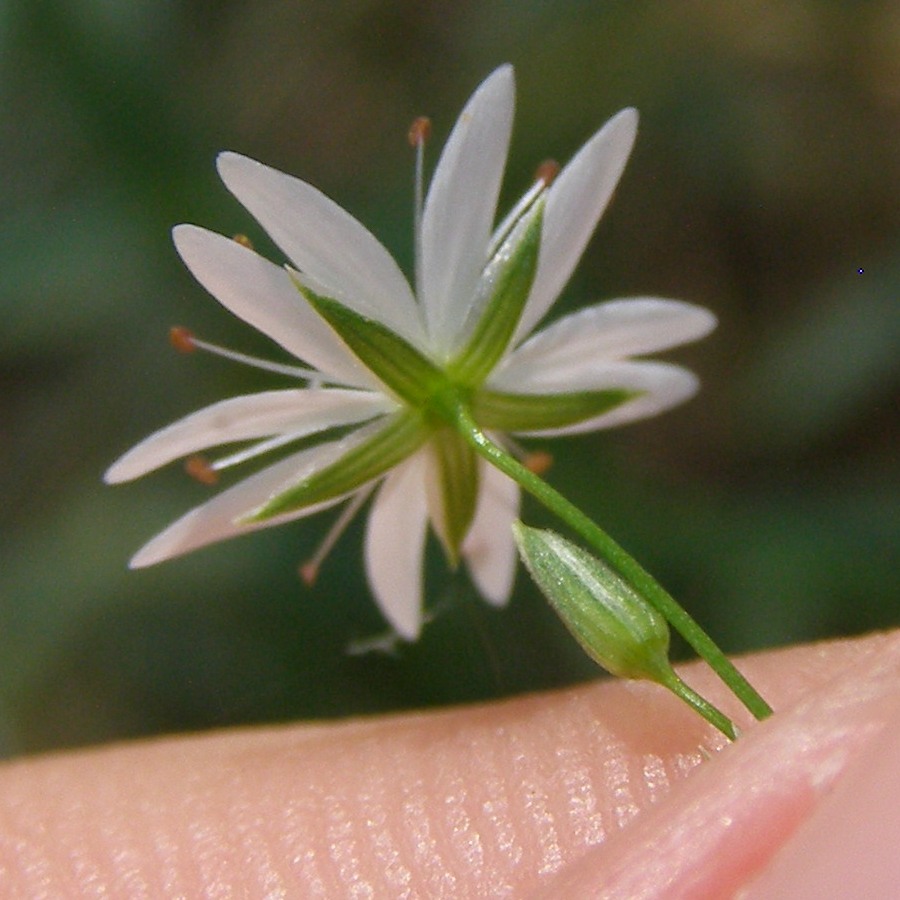 Image of Stellaria hebecalyx specimen.