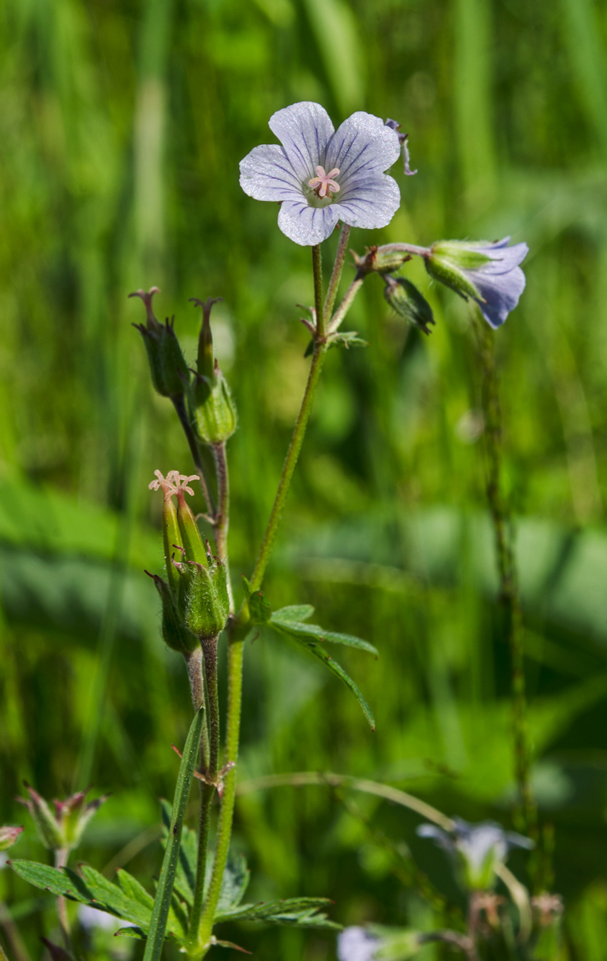 Изображение особи Geranium asiaticum.