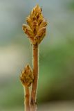 Orobanche laxissima. Верхушка побегов с соцветиями. Краснодарский край, Пшадский сельский округ, окр. с. Криница, ущ. Грекова щель, широколиственный лес. 12.06.2015.