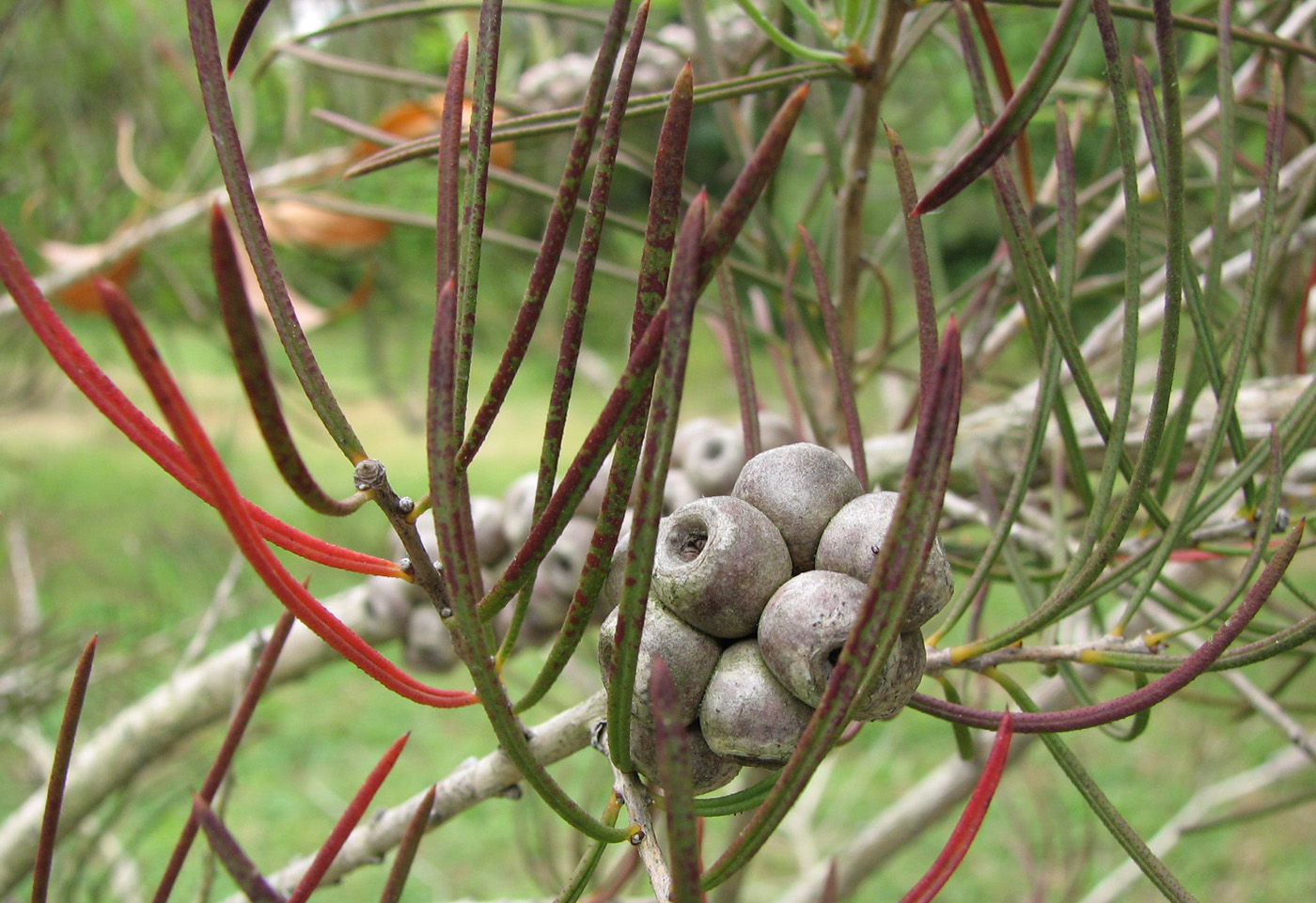 Image of Callistemon pinifolius specimen.