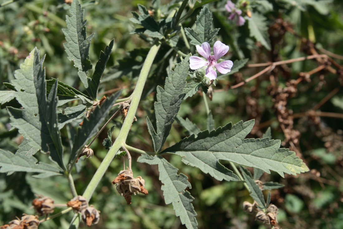 Image of Althaea broussonetiifolia specimen.