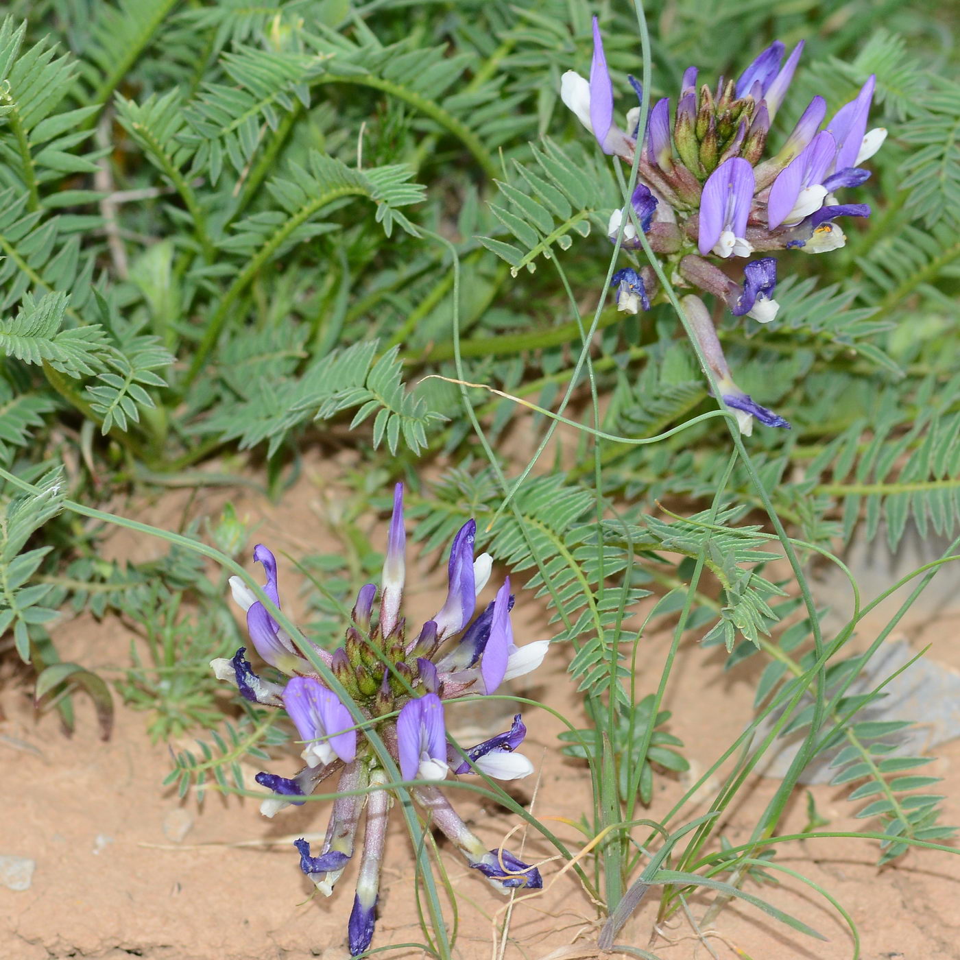 Image of Astragalus skorniakowii specimen.