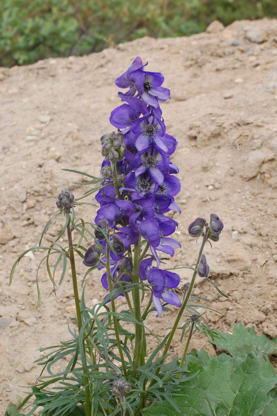 Image of Aconitum delphiniifolium specimen.