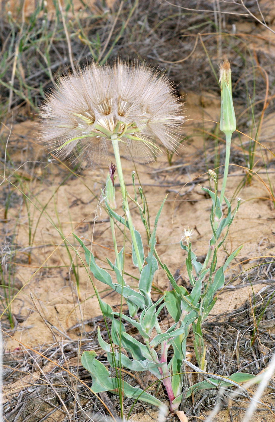 Image of Tragopogon marginifolius specimen.