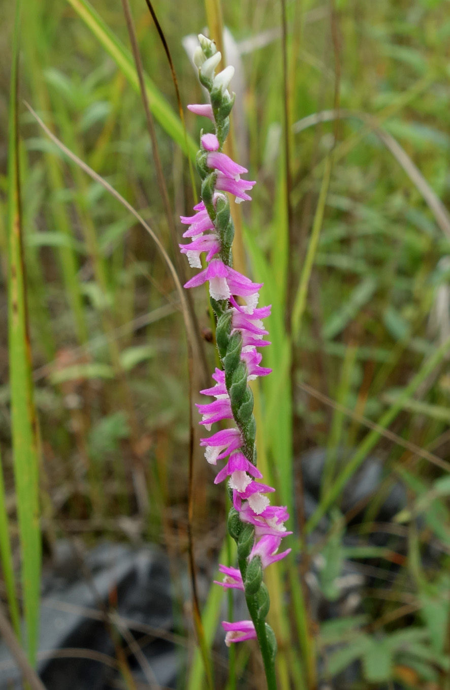 Image of Spiranthes australis specimen.