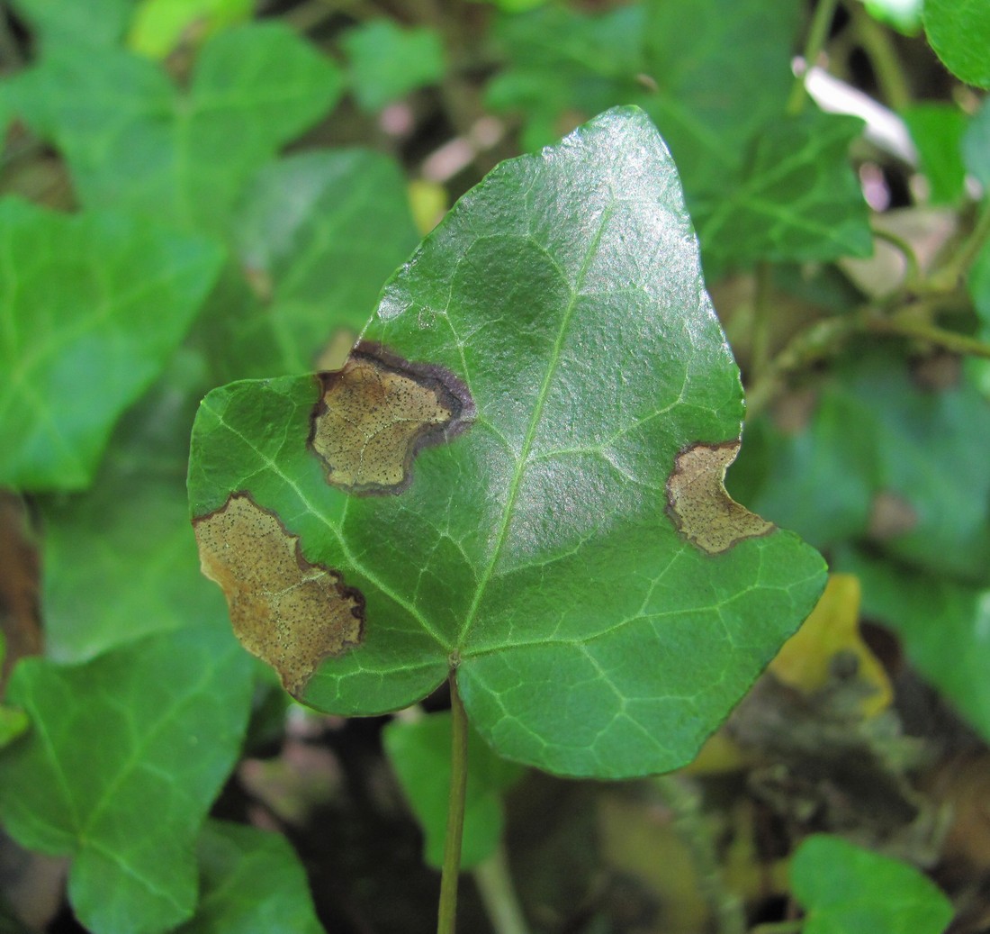 Image of Hedera helix specimen.