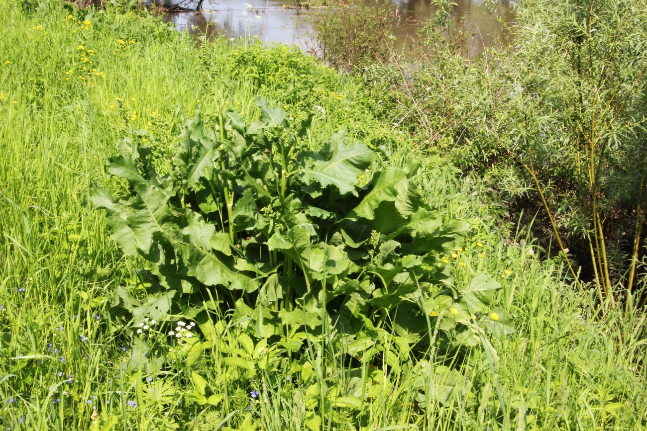 Image of Rumex confertus specimen.