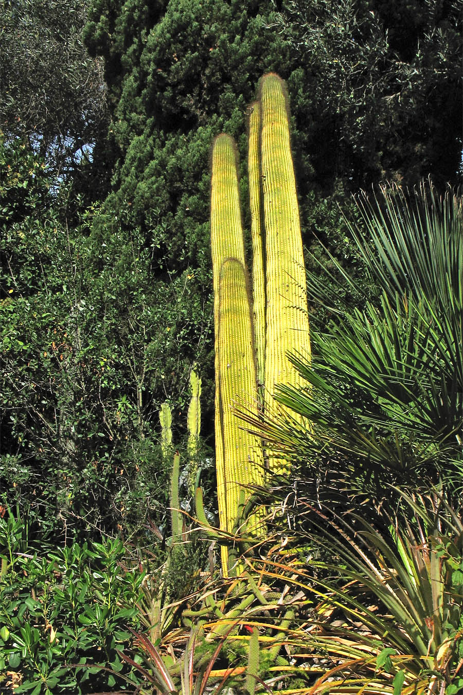 Изображение особи семейство Cactaceae.